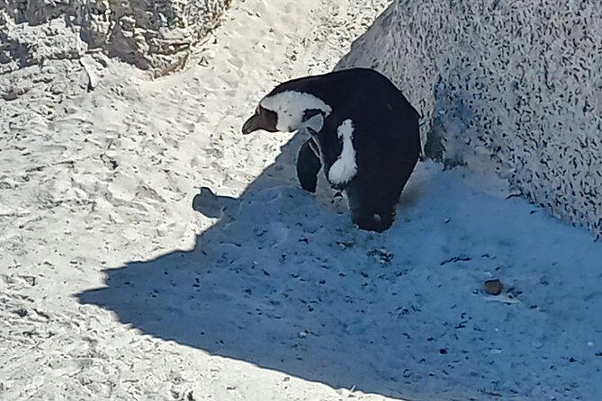 Full Day Tour for Cape of Good Hope & Boat to Seals Island - Cape of Good Hope Nature Reserve