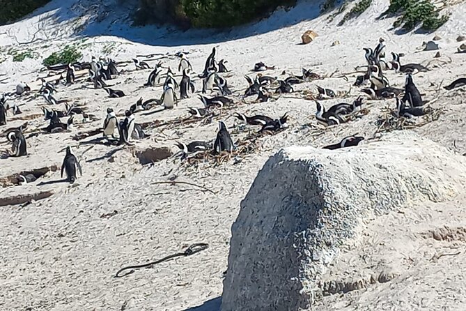 Full Day Tour for Cape of Good Hope & Boat to Seals Island - The Old Cape Point Lighthouse and the Flying Dutchman