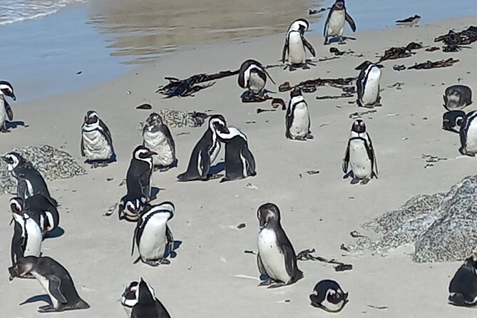 Full Day Tour for Cape of Good Hope & Boat to Seals Island - Boulders Beach and the African penguins