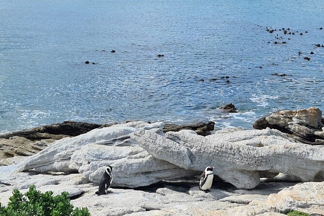 Full-Day Tour Stony Point Penguin Colony at Betty's Bay (up to 10 persons) - Lunch at Betty’s Bay