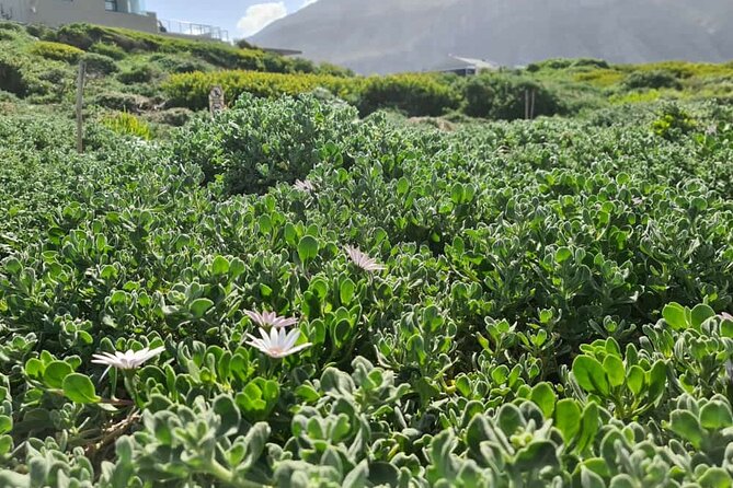 Full-Day Tour Stony Point Penguin Colony at Betty's Bay (up to 10 persons) - Simon’s relaxed guiding style