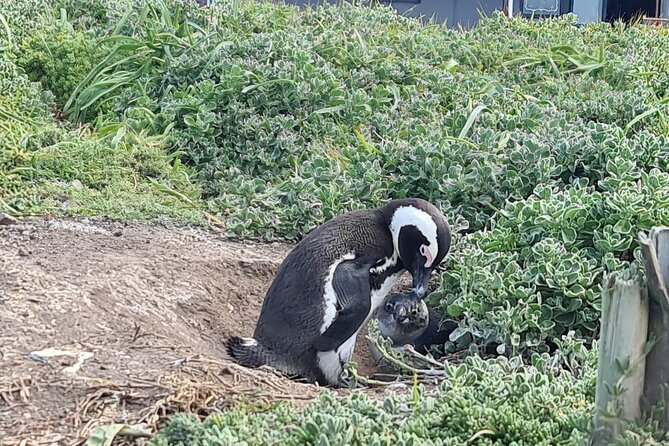 Full-Day Tour Stony Point Penguin Colony at Betty's Bay (up to 10 persons) - Practical advice for making the day work
