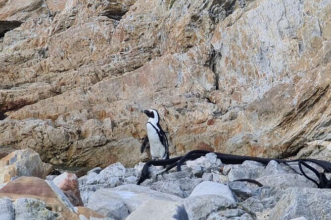 Full-Day Tour Stony Point Penguin Colony at Betty's Bay (up to 10 persons) - Gordon’s Bay and the start of Clarence Drive