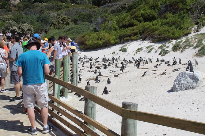 Full-Day Tour to Cape Point and Cape of Good Hope - Boulders Beach and the African penguins
