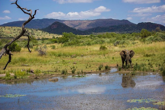 Full Day Ultimate Pilanesberg National Park Safari from Johannesburg or Pretoria - Guides make or break the day