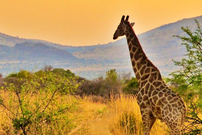 Full Day Ultimate Pilanesberg National Park Safari from Johannesburg or Pretoria - What the $159.89 price really covers