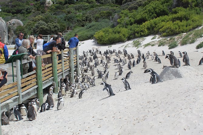 Full Day visit to Cape Point Cape of Good Hope for Special needs from Cape Town - The Cape of Good Hope and its fynbos
