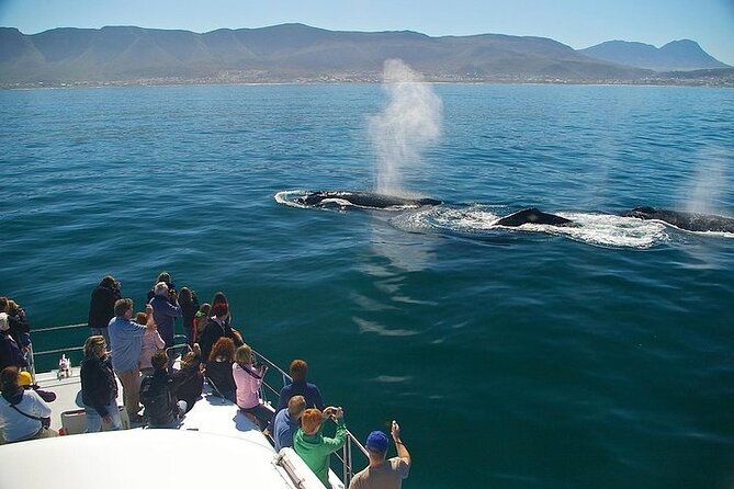 Full-Day Whale Watching and Wine Region Experience from Cape Town - Key points to know before booking