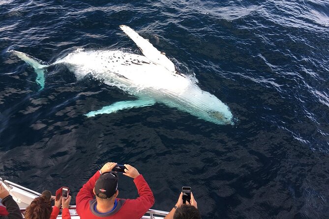 Full-Day Whale Watching and Wine Region Experience from Cape Town - Leaving Cape Town early for Hermanus
