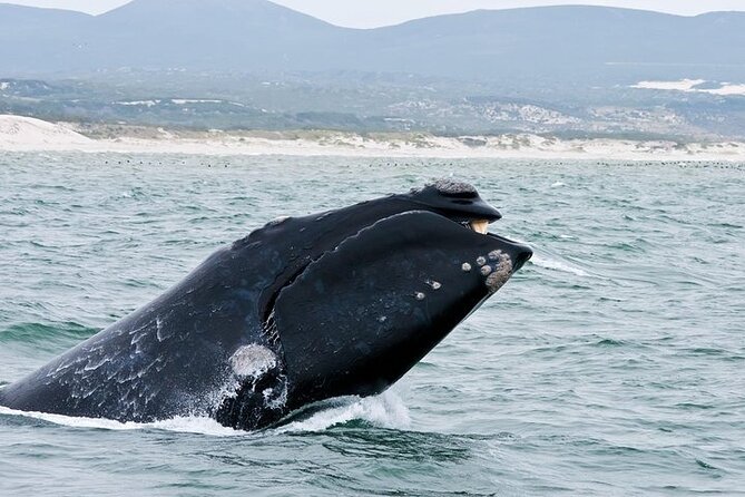 Full-Day Whale Watching and Wine Region Experience from Cape Town - Booking details worth checking first
