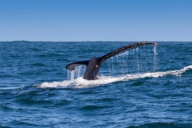 Full-Day Whale Watching and Wine Region Experience from Cape Town - Hermanus and the two-to-three-hour whale safari