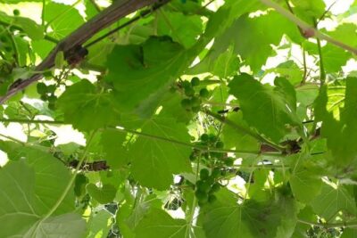 Full Day Wine Tasting in Stellenbosch, Franschoek & Paarl fees included