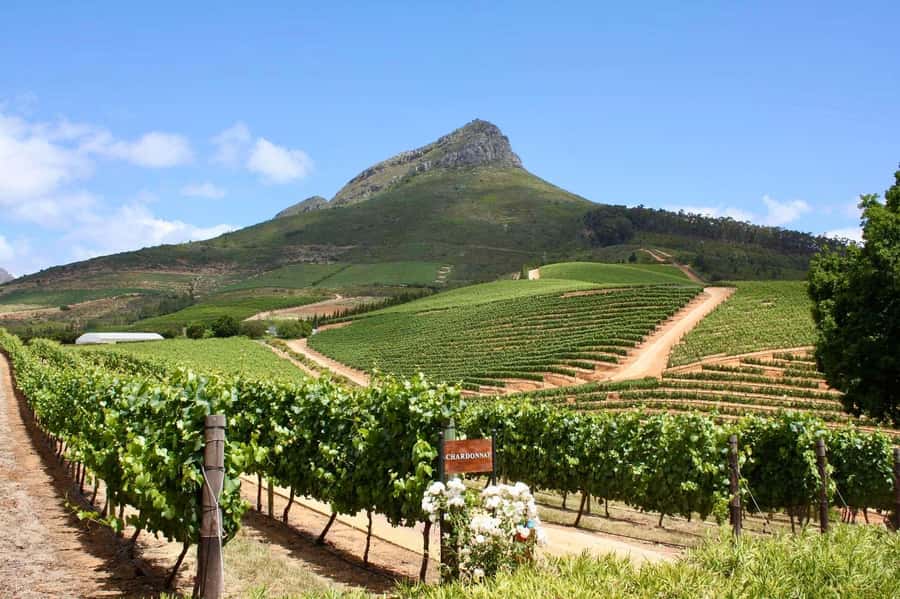 Full-Day Winelands E-Bike Tour with Wine Tasting & Lunch - Key points to know before you book