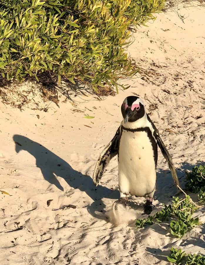 Fully Day Cape Of Good Hope, Penguins, Bo Kaap , Seals Tour - Simon’s Town makes a practical lunch break