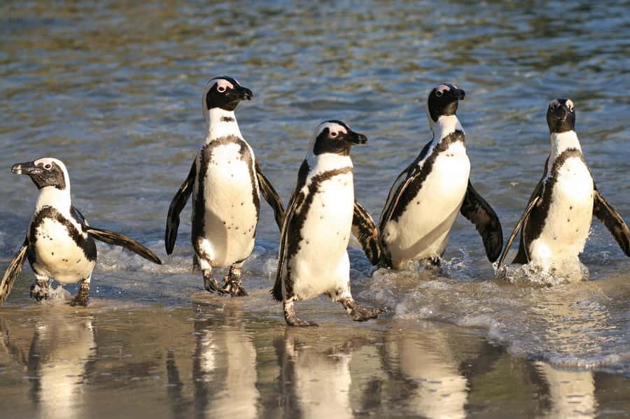 Fully Day Cape Of Good Hope, Penguins, Bo Kaap , Seals Tour - Boulders Beach and the African penguin colony