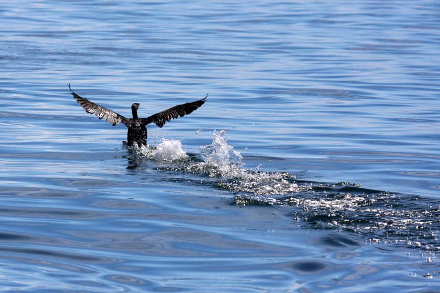 Gansbaai and Big 5 Sea Safari Full-Day Tour from Cape Town - Gansbaai, De Kelders, and the unspoiled beach