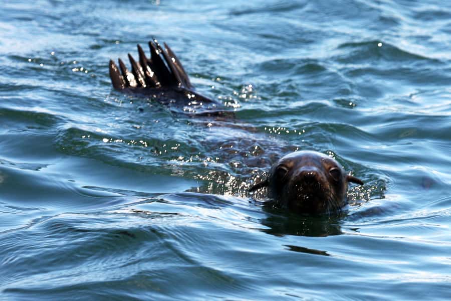 Gansbaai and Big 5 Sea Safari Full-Day Tour from Cape Town - The role of the crew and local guide