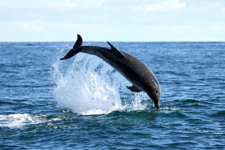 Gansbaai and Big 5 Sea Safari Full-Day Tour from Cape Town - Hermanus gives the day a needed pause