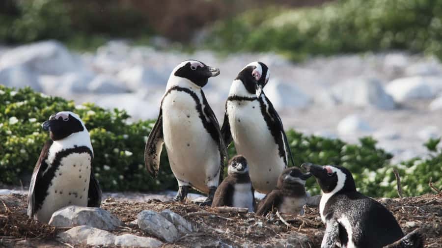 Gansbaai: Marine Big 5 Boat tour - Key points to know before booking