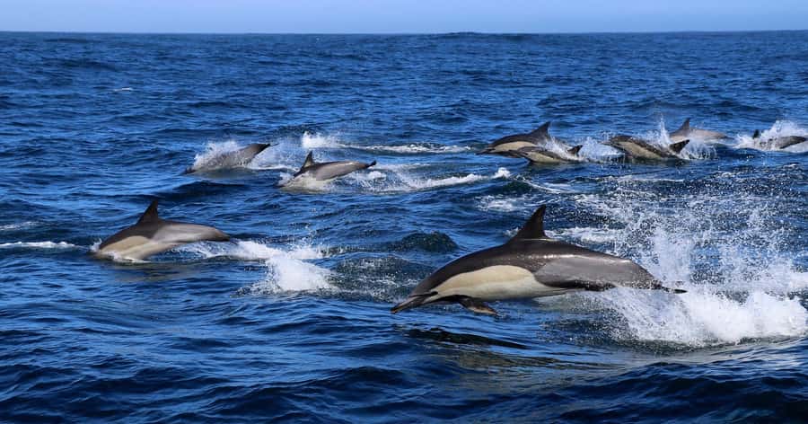 Gansbaai: Marine Big 5 Boat tour - At The Great White House in Kleinbaai