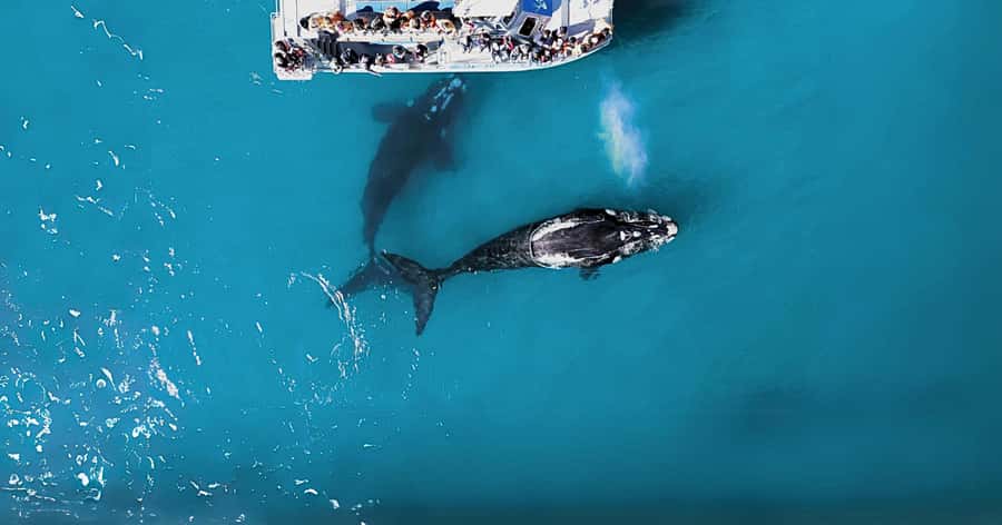Gansbaai: Marine Big 5 Boat tour - Two hours among the Marine Big 5