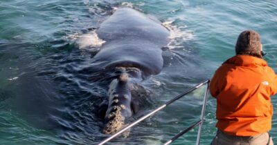 Marine Big 5 Boat tour