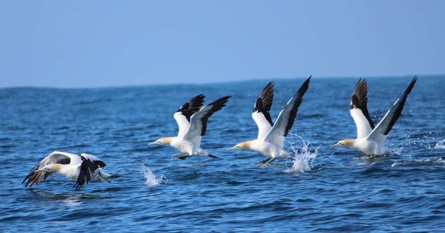 Gansbaai: Marine Big 5 Boat tour - Whales from June through December