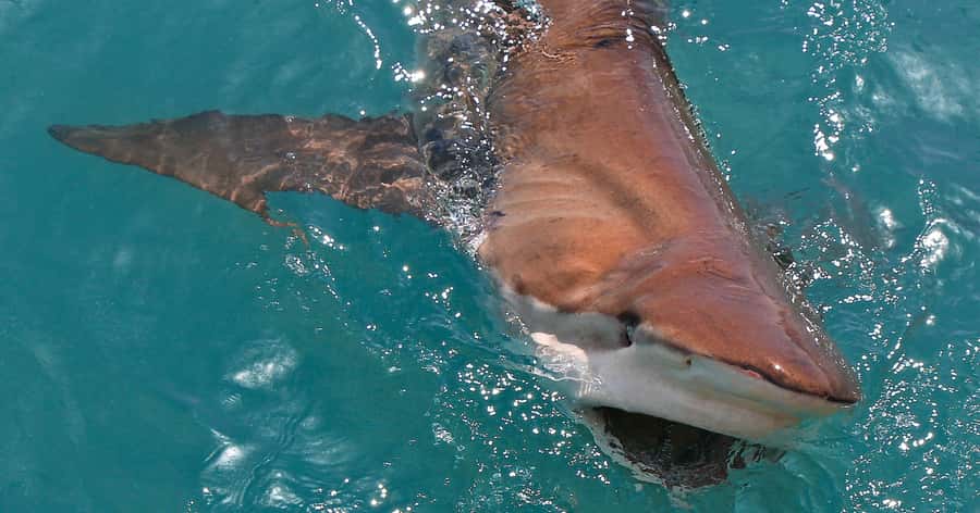 Gansbaai: Marine Big 5 Boat tour - Penguins from the water and on land