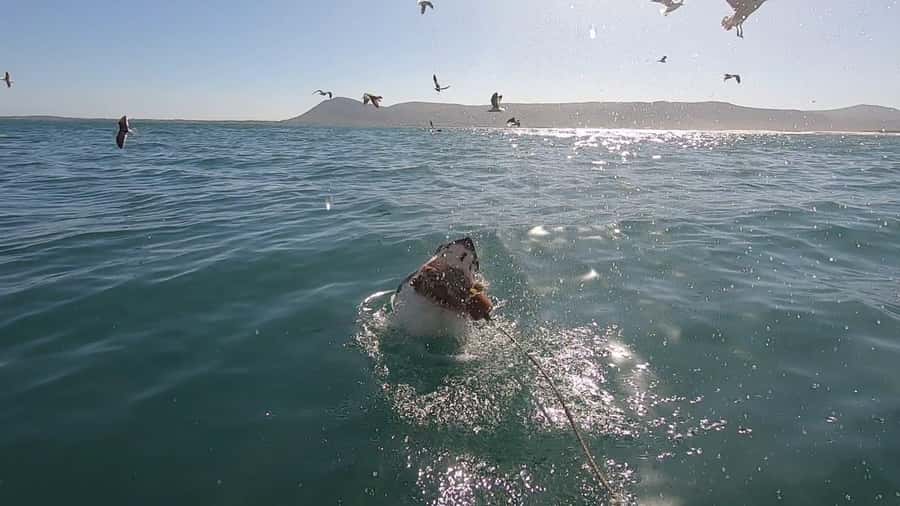 Gansbaai: Shark Cage Diving and Shark Viewing Boat Trip - Key points to know before you book