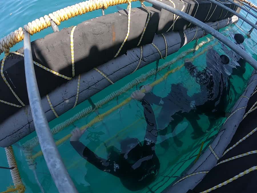 Gansbaai: Shark Cage Diving and Shark Viewing Boat Trip - My booking advice