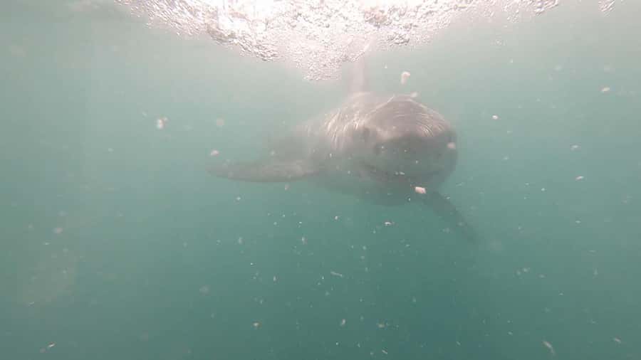 Gansbaai: Shark Cage Diving and Shark Viewing Boat Trip - Setting out from Kleinbaai for Dyer Island