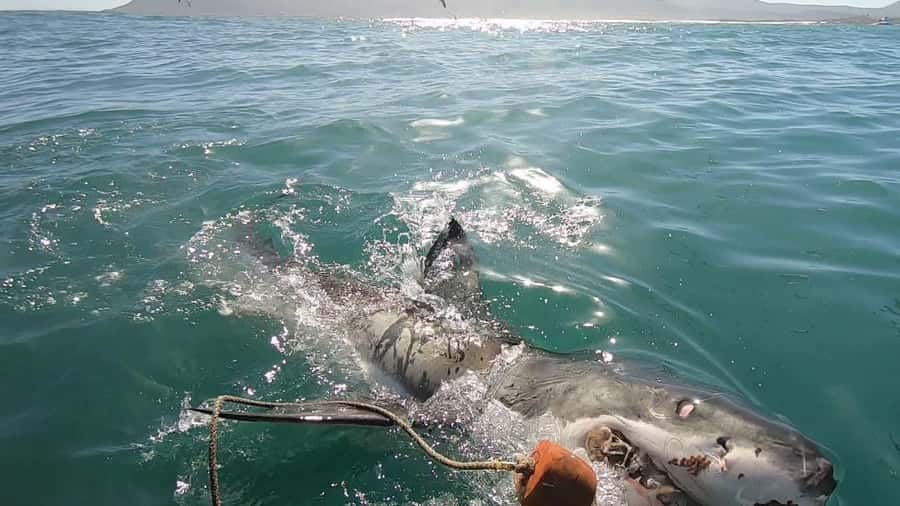 Gansbaai: Shark Cage Diving and Shark Viewing Boat Trip - The boat ride toward the sharks
