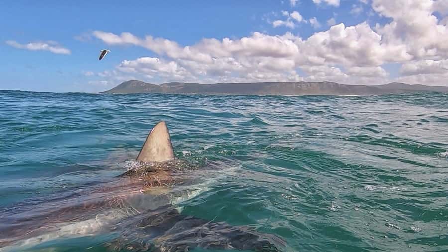 Gansbaai: Shark Cage Diving and Shark Viewing Boat Trip - Seeing sharks from the boat and cage