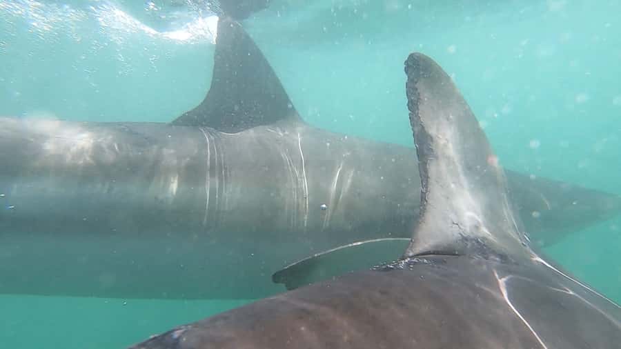 Gansbaai: Shark Cage Diving and Shark Viewing Boat Trip - The crew makes the difference