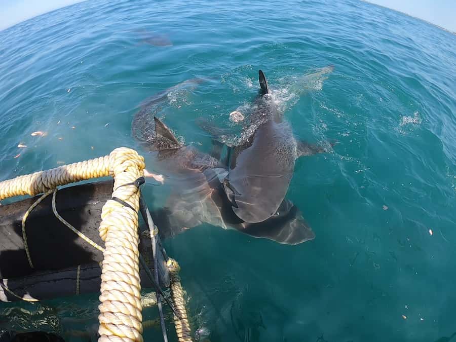 Gansbaai: Shark Cage Diving and Shark Viewing Boat Trip - What happens when you return to shore