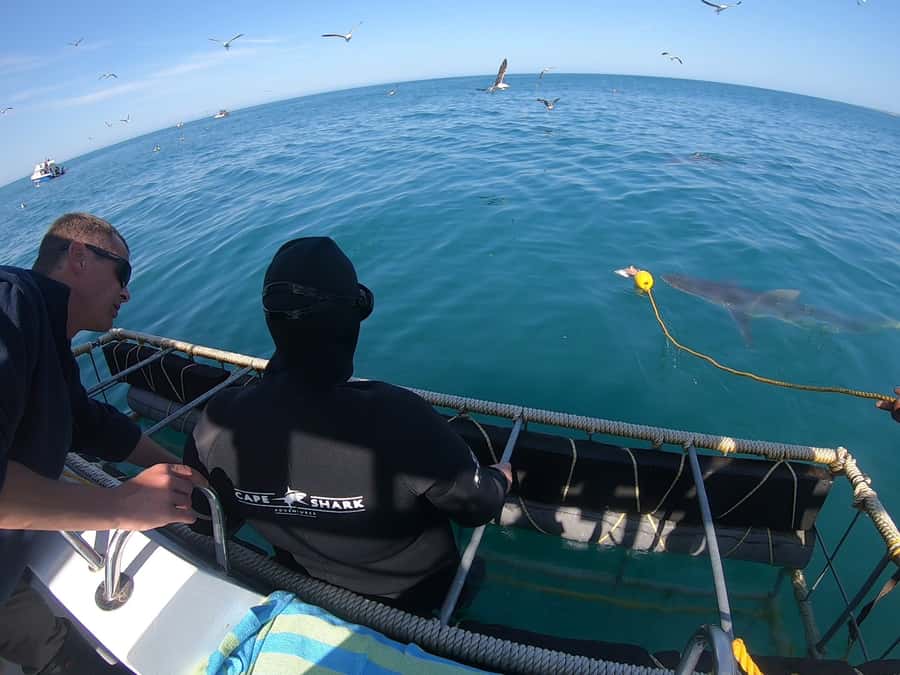 Gansbaai: Shark Cage Diving and Shark Viewing Boat Trip - Is $161 a fair price?