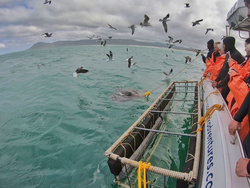 Gansbaai: Shark Cage Diving and Shark Viewing Boat Trip - Who should book this shark encounter?