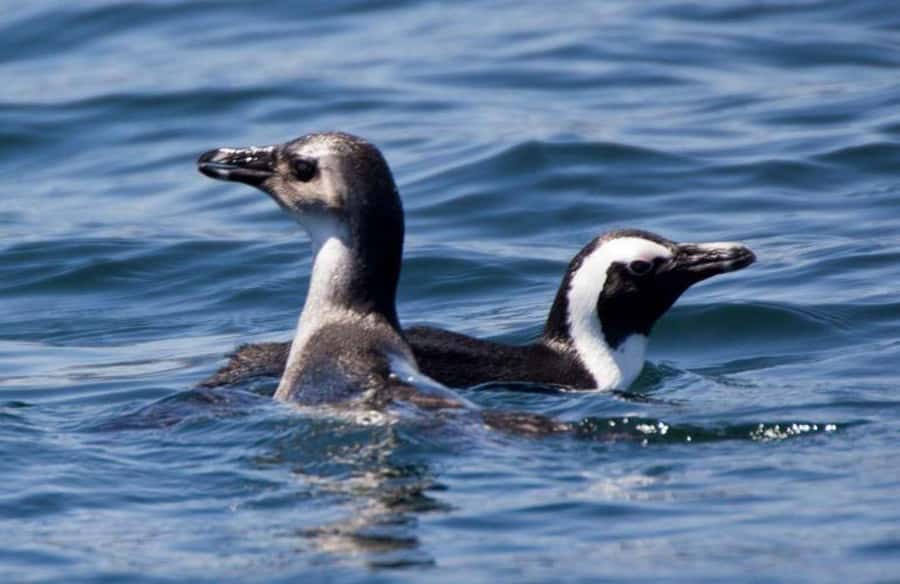 Gansbaai: Shark Dive & Big 5 Sea Safari Combo Boat Trip - Two sea trips, two very different moods