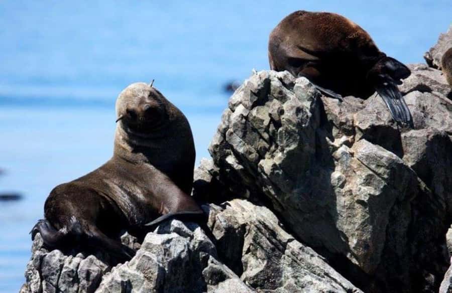 Gansbaai: Shark Dive & Big 5 Sea Safari Combo Boat Trip - What the eight-person cage is really like