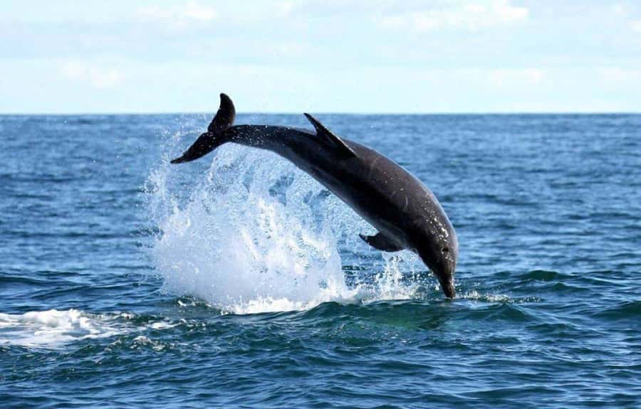 Gansbaai: Shark Dive & Big 5 Sea Safari Combo Boat Trip - Why the Big 5 Sea Safari deserves its own morning