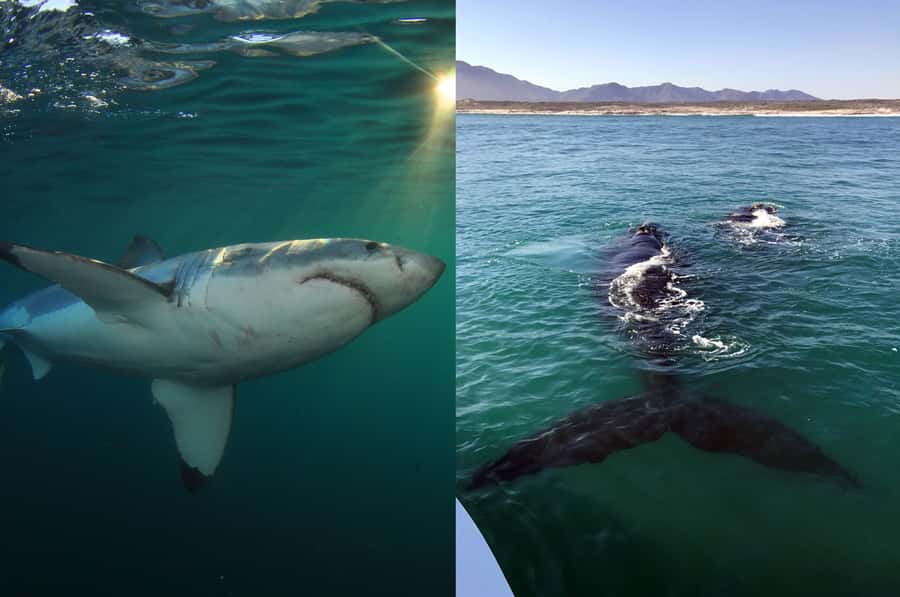 Gansbaai: Shark Dive & Big 5 Sea Safari Combo Boat Trip - Splitting the activities over two days