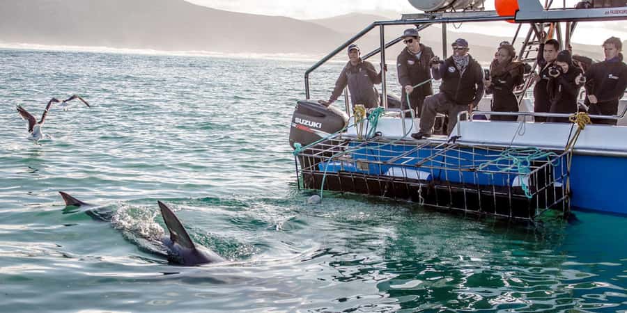 Gansbaai: Shark Dive & Big 5 Sea Safari Combo Boat Trip - Is $255 good value?
