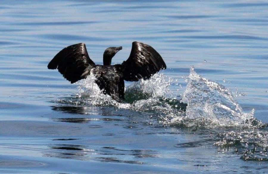 Gansbaai: Shark Dive & Big 5 Sea Safari Combo Boat Trip - Practical preparation for a cold, wet morning