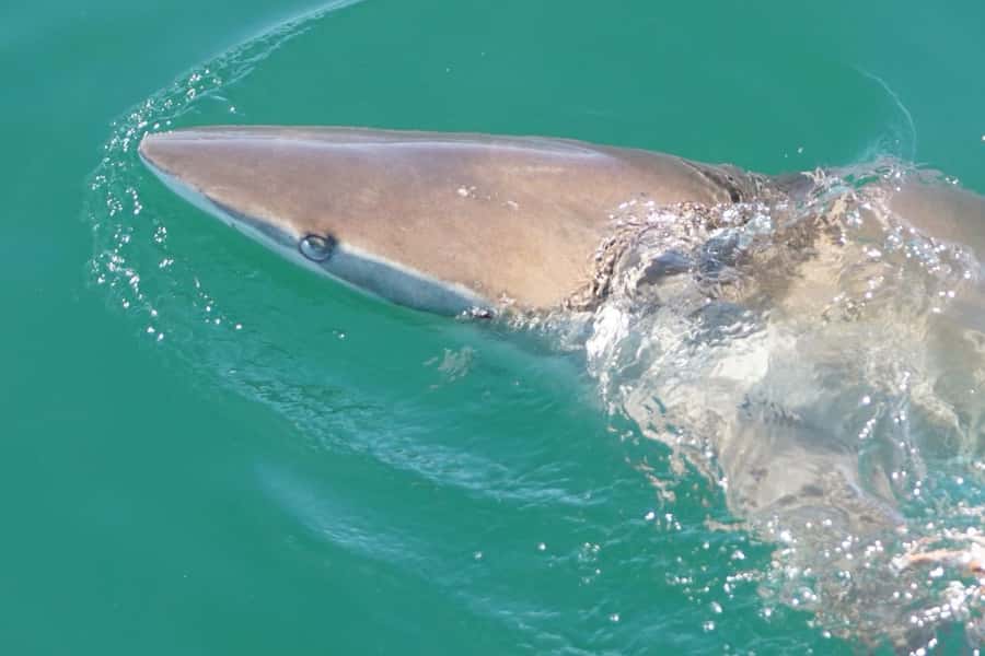 Gansbaai: Shark Dive & Big 5 Sea Safari Combo Boat Trip - Should you book the Gansbaai combo?