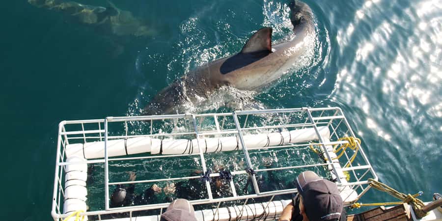Gansbaai: Shark Dive & Whale Watching Combo Boat Trip - Starting at Kleinbaai Harbour with breakfast