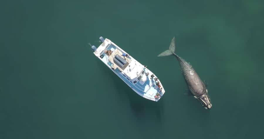 Gansbaai: Shark Dive & Whale Watching Combo Boat Trip - What the shark sightings may really look like