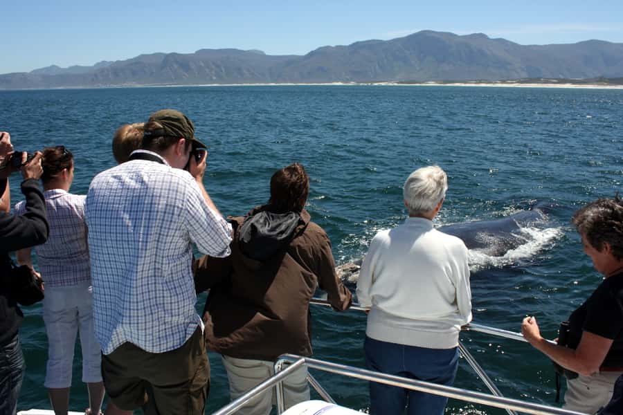 Gansbaai: Shark Dive & Whale Watching Combo Boat Trip - Weather, cancellations, and the limits of wildlife trips