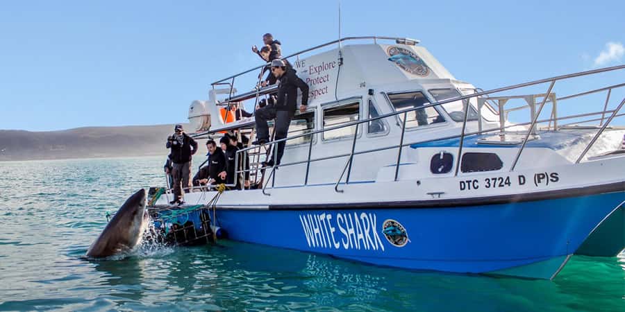Gansbaai: Shark Dive & Whale Watching Combo Boat Trip - The short run to Dyer Island
