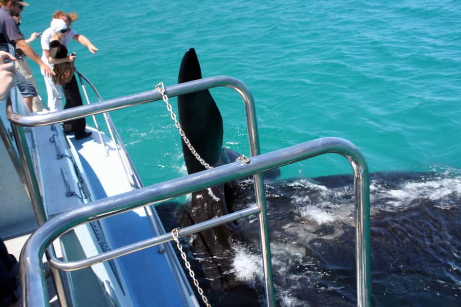 Gansbaai: Whale Watching Trip by Boat - Watching Southern Right Whales at close range