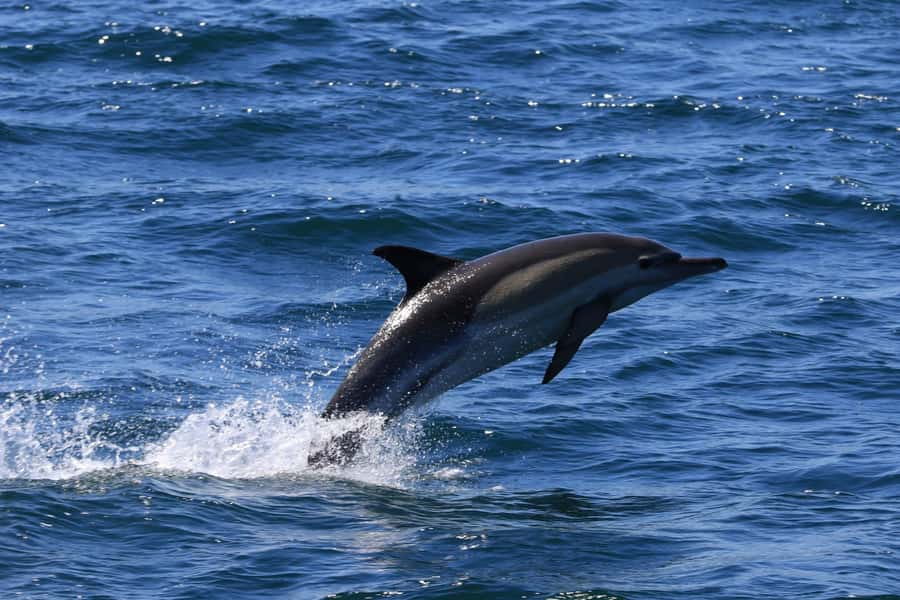 Gansbaai: Whale Watching Trip by Boat - Dolphins, seals, sharks, and other marine life